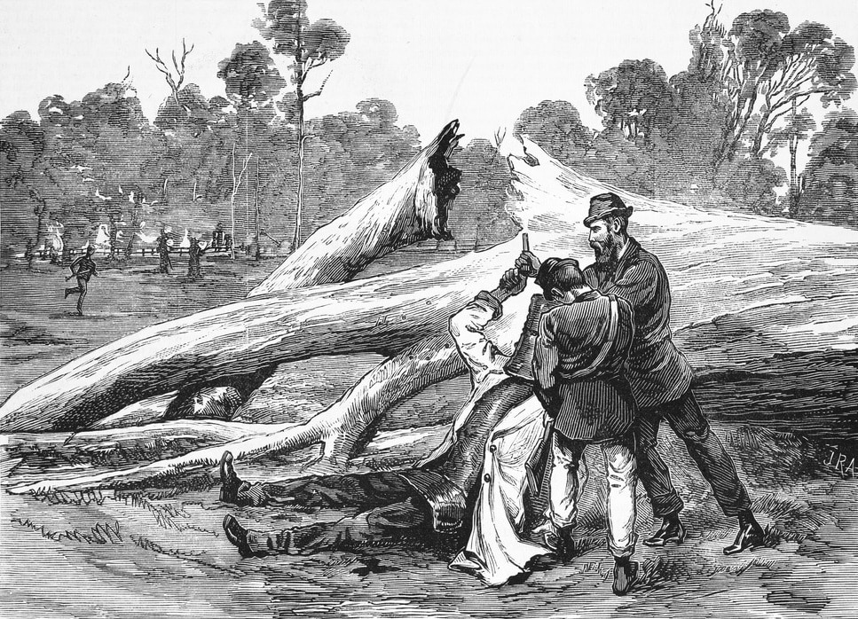 The Capture of Ned Kelly, Julian Ashton, wood engraving, The Illustrated Australian News, 3 July 1880. State Library of Victoria. Public Domain via Wikimedia Commons.