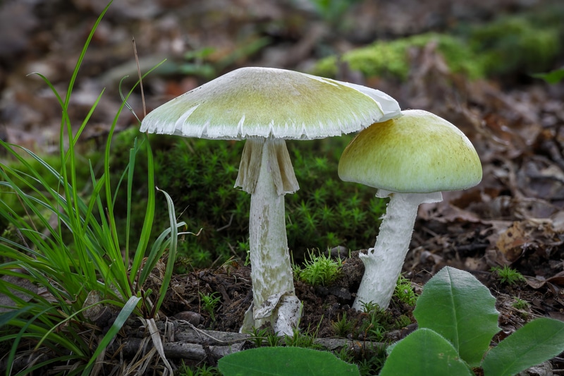 Poisonous death cap mushrooms