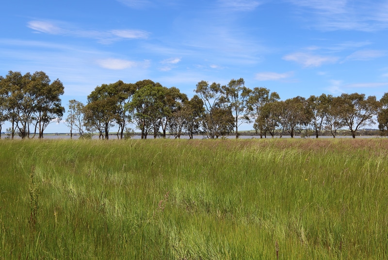 Lake Burrumbeet bushland reserve, Victoria Australia